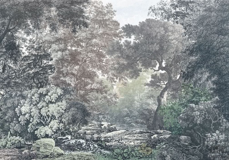 Fototapeta Fairytale Forest R4-060