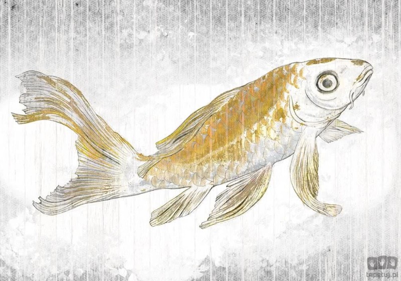 Fototapeta Golden Koi RSX8-049