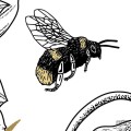 Fototapeta Bumble Bee RSX8-054