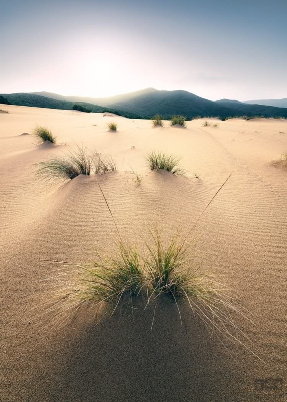 Fototapeta Vivid Dunes SHX4-091