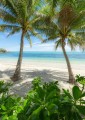 Fototapeta Palmy Beach SHX4-124