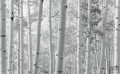 Fototapeta Espenwald SHX9-030