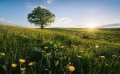 Fototapeta Frühling auf dem Land SHX9-034