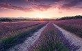 Fototapeta Lavender Dream SHX9-052