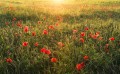 Fototapeta Poppy World I SHX9-071
