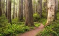Fototapeta Redwood Trail SHX9-077
