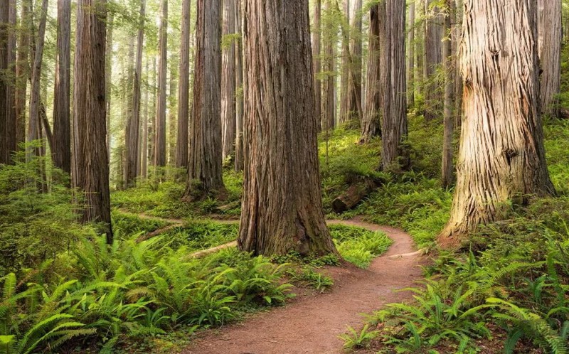 Fototapeta Redwood Trail SHX9-077