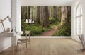 Fototapeta Redwood Trail SHX9-077