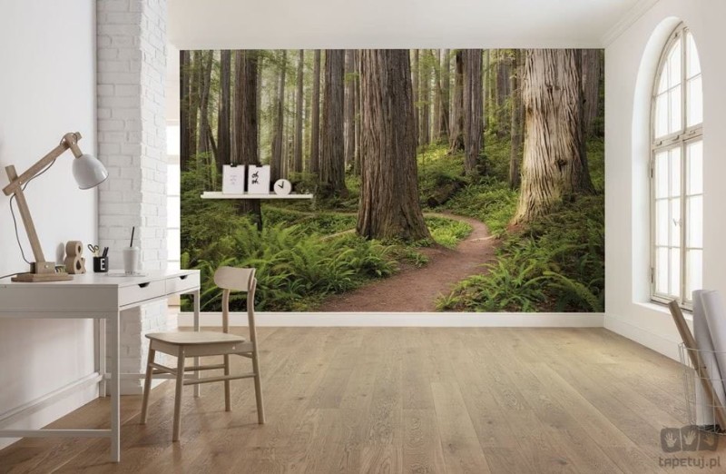 Fototapeta Redwood Trail SHX9-077