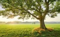 Fototapeta The Magic Tree SHX9-086