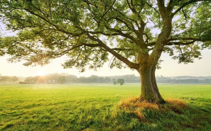 Fototapeta The Magic Tree SHX9-086