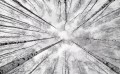 Fototapeta Weiss-Blau SHX9-093