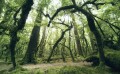 Fototapeta Ancient Green SHX9-104