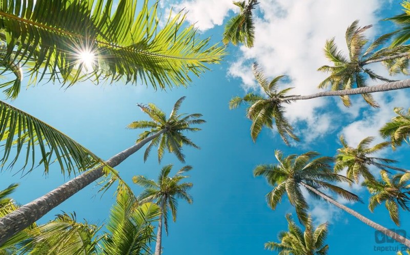 Fototapeta Coconut Heaven II SHX9-107