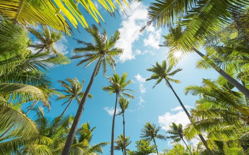 Fototapeta Coconut Heaven SHX9-108