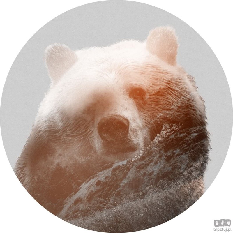 Fototapeta Bearava D1-015