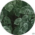 Fototapeta Novel Monstera D1-023