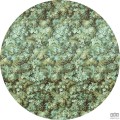 Fototapeta Greenery D1-024
