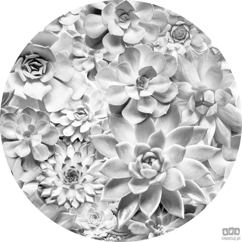Fototapeta Echeveria D1-046