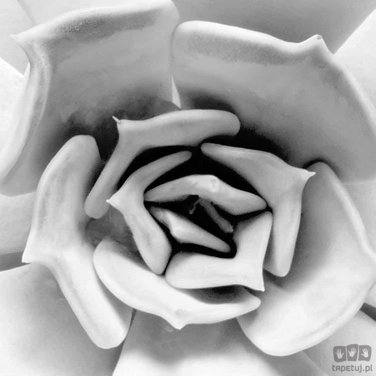 Fototapeta Echeveria D1-046