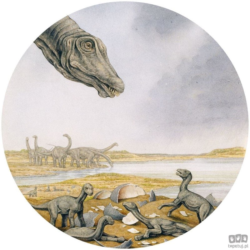 Fototapeta Young Titanosaurs DNG1-001