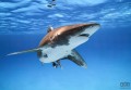 Fototapeta Great White Shark IANGX8-002