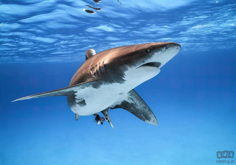 Fototapeta Great White Shark IANGX8-002
