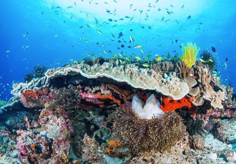 Fototapeta Coral Reef IANGX8-021