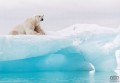 Fototapeta Arctic Polar Bear IANGX8-026