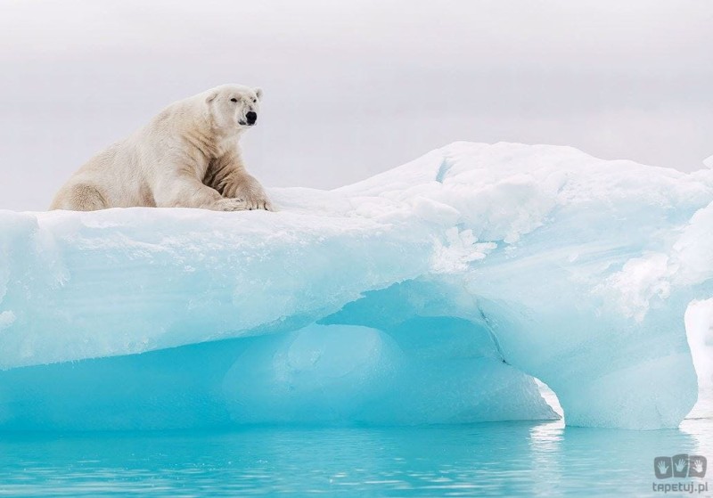 Fototapeta Arctic Polar Bear IANGX8-026