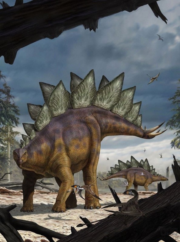 Fototapeta Stegosaurus XXL2-530
