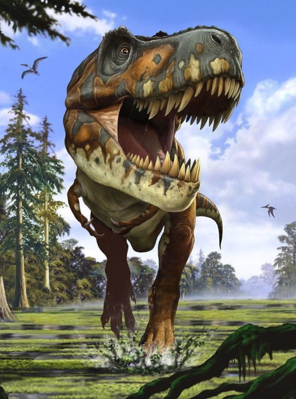 Fototapeta Tyrannosaurus Rex XXL2-532