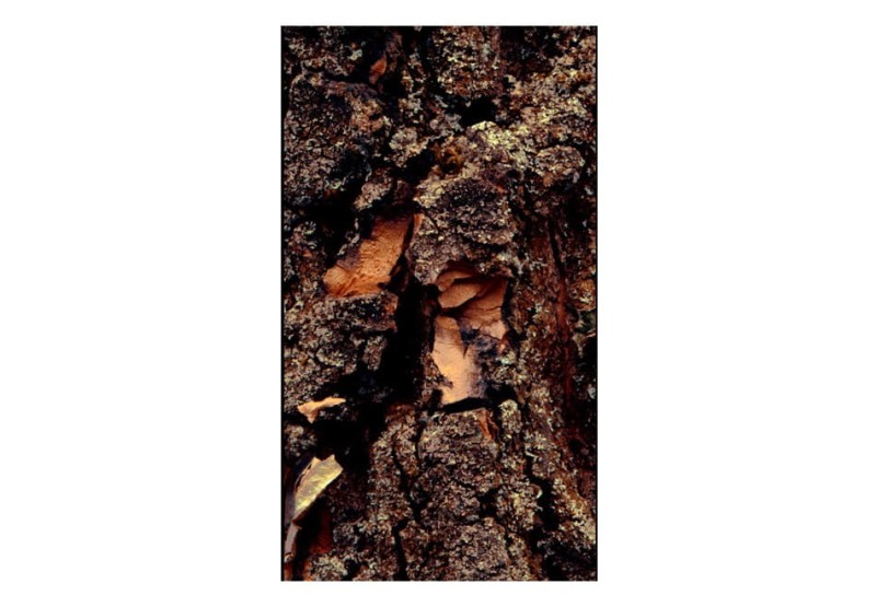 Fototapeta - Czas wyryty w drzewie