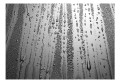 Fototapeta - Letnia mżawka