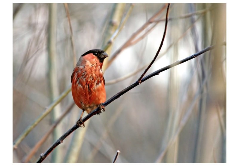 Fototapeta - Bullfinch in the forest