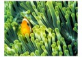 Fototapeta - Anemonefish