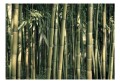 Fototapeta - Bambusowa egzotyka